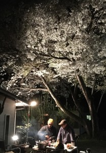 夜桜